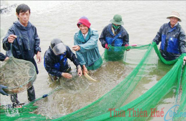 Thừa Thiên – Huế: Hiệu quả từ mô hình nuôi luân canh Tôm Sú – Rong Câu