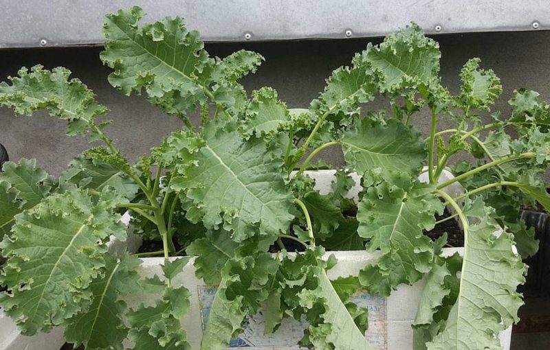 Kỹ thuật trồng và chăm sóc Cải Xoăn Kale trong thùng xốp