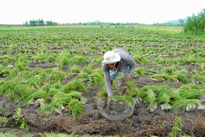 Tận dụng lá mía trong trồng Kiệu của nông dân Ninh Sơn