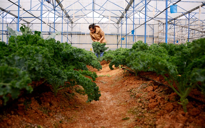 Nhà vườn bội thu nhờ trồng giống ngoại Cải Xoăn Kale