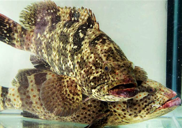 Các bệnh thường gặp ở cá Mú
