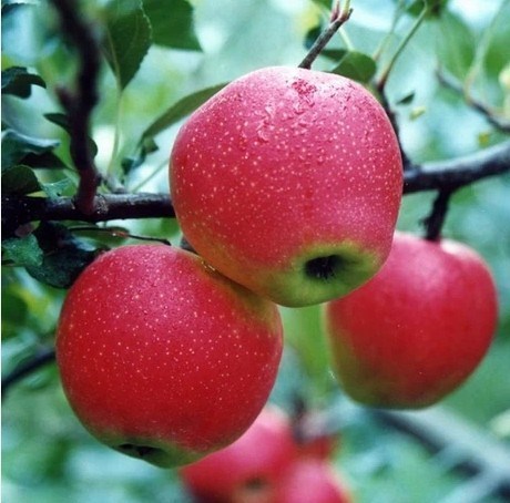 Kỹ thuật trồng táo tây tại nhà cho ra trái quanh năm