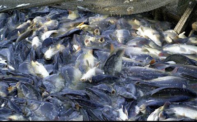 146 tỷ đồng sản xuất giống cá tra 3 cấp chất lượng cao