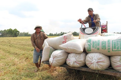 Việt Nam trúng thầu 29.000 tấn gạo cho Philippines