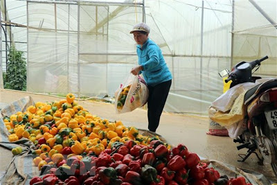 Nguyên nhân đằng sau việc Malaysia ngừng nhập khẩu ớt từ Việt Nam