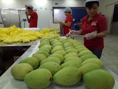 Cả ngành rau quả Việt Nam xuất khẩu thua trái kiwi của New Zealand