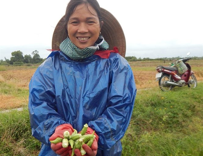 Nông dân Thừa Thiên Huế trồng đậu bắp cho thu nhập cao