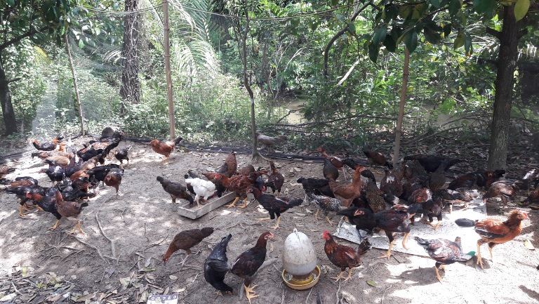 Vĩnh Long: hiệu quả mô hình chăn nuôi gà thả vườn an toàn sinh học.