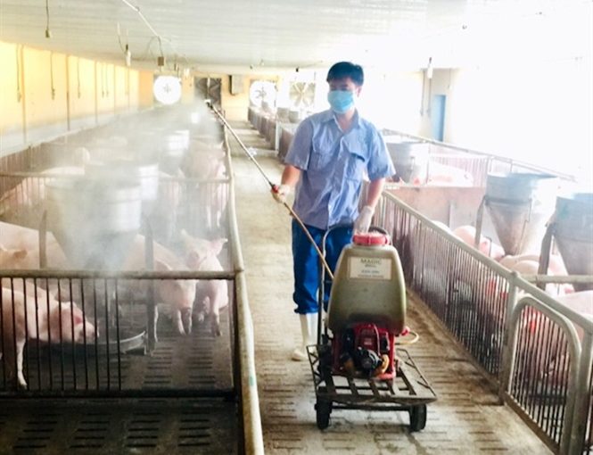 Kỹ thuật chăn nuôi lợn an toàn sinh học.