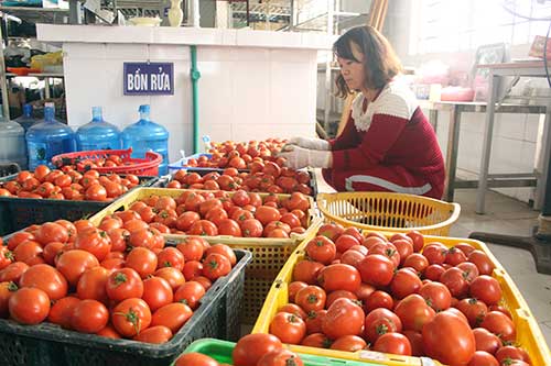 Nhà nông Thanh Đa trồng rau an toàn, thu 600 triệu đồng/ha