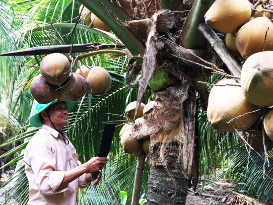 Làm giàu ở nông thôn: Sung túc nhờ trồng dừa xiêm chuỗi
