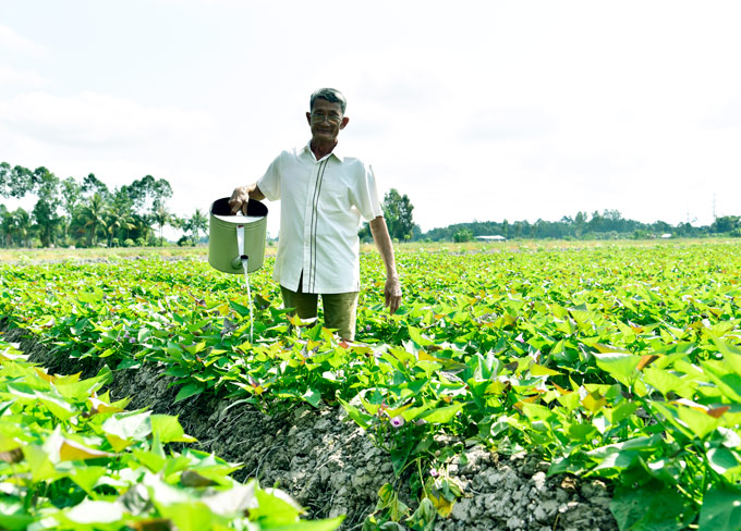 Kiên Giang: Năm nào cũng “đào” được 300 triệu từ khoai lang Bông Súng