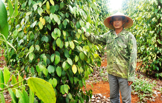 Bí quyết trồng tiêu có lời trong cơn bão giá của nông dân Thuận Hà