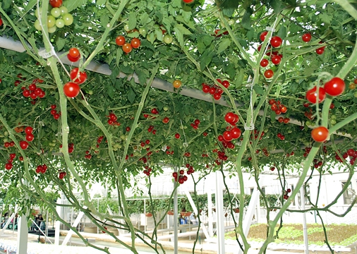 Chi tiết A – Z kỹ thuật trồng và chăm sóc cây cà chua bạch tuộc.