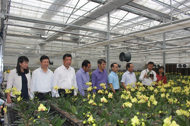 Giải pháp sản xuất hoa bền vững