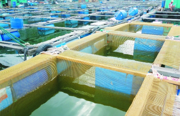 Kỹ thuật nuôi cá mú trong lồng lưới.