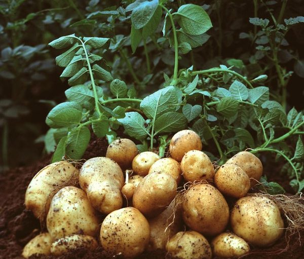 Kỹ thuật trồng và chăm sóc cây khoai tây.