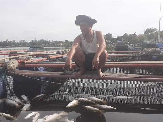 Gần 100 tấn cá nuôi lồng bè chết trắng chưa rõ nguyên nhân tại Hà Tĩnh