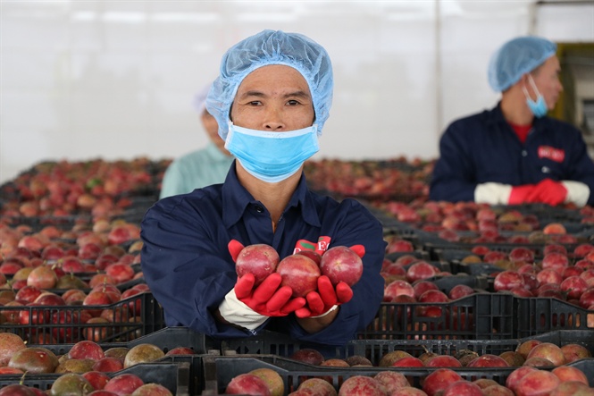 Doveco sẽ thu mua hàng trăm ngàn tấn rau quả mỗi năm ở Tây Nguyên