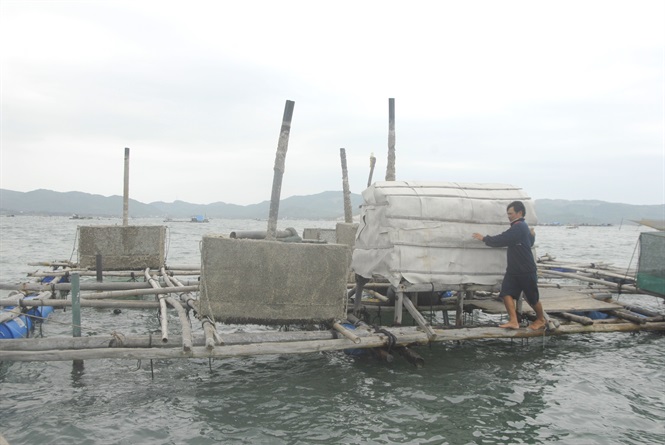 Nam Trung Bộ khẩn trương bảo vệ lồng bè nuôi trồng thủy sản