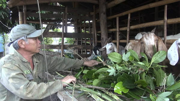 Thu nhập cao nhờ trồng Mít Thái kết hợp chăn nuôi Dê